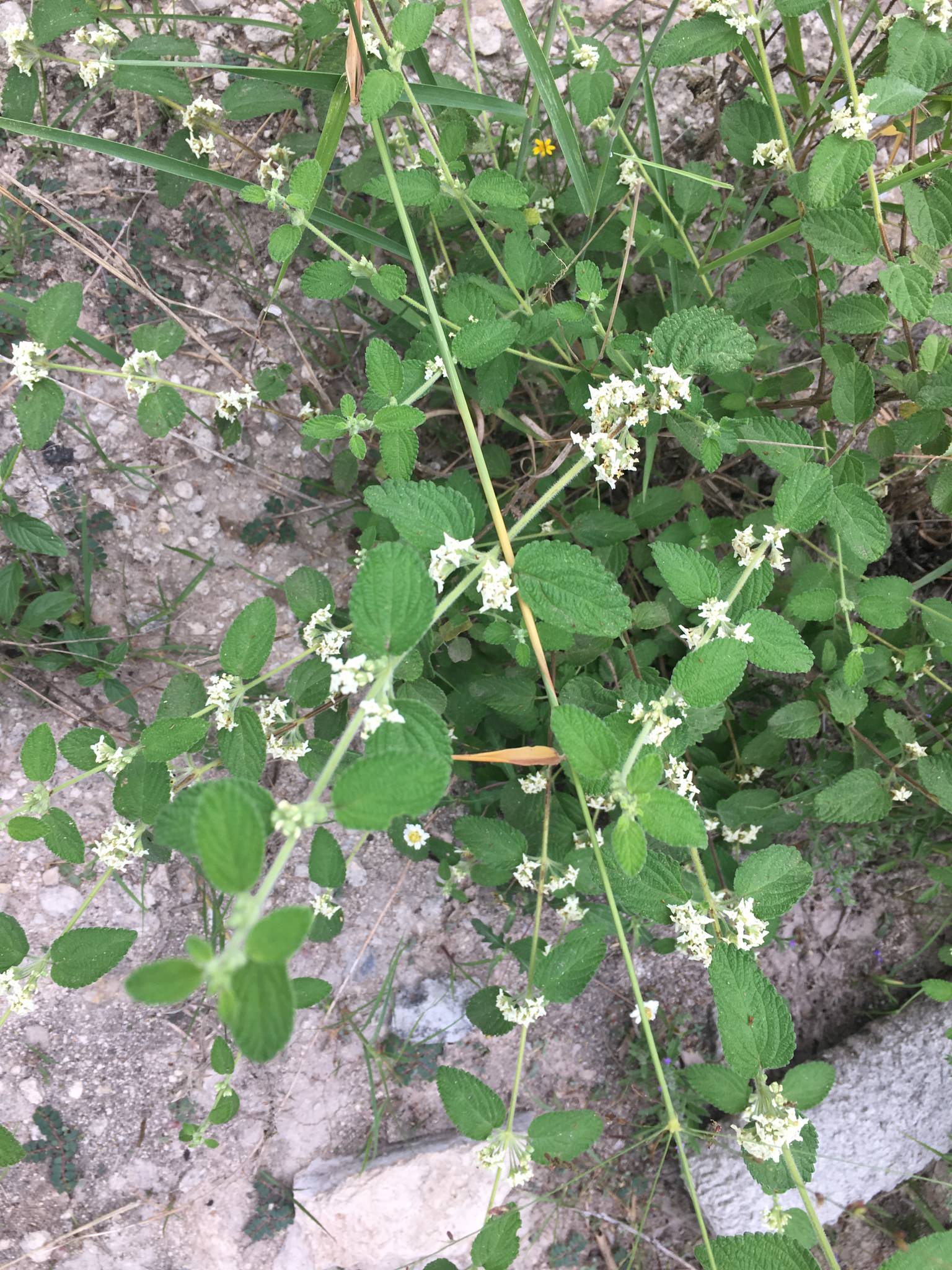 Lippia graveolens